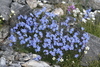 Showy Forget-Me-Not - Photo (c) J Straka, some rights reserved (CC BY), uploaded by J Straka
