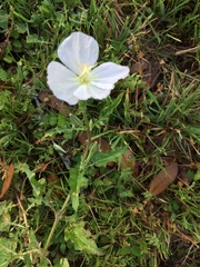 Oenothera tetraptera