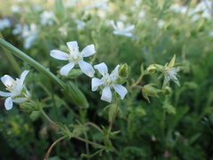 Horkelia parryi