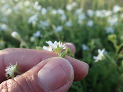 Horkelia parryi