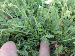 Horkelia parryi