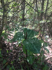 Trillium ludovicianum
