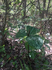 Trillium ludovicianum