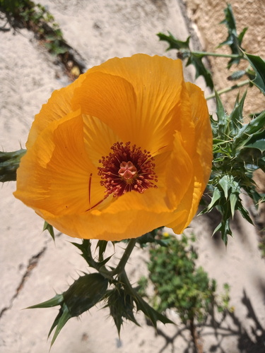 Golden pricklypoppy (Argemone aenea)