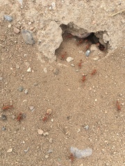 Pogonomyrmex maricopa