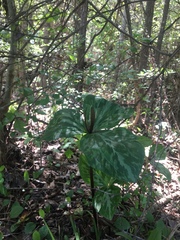 Trillium ludovicianum