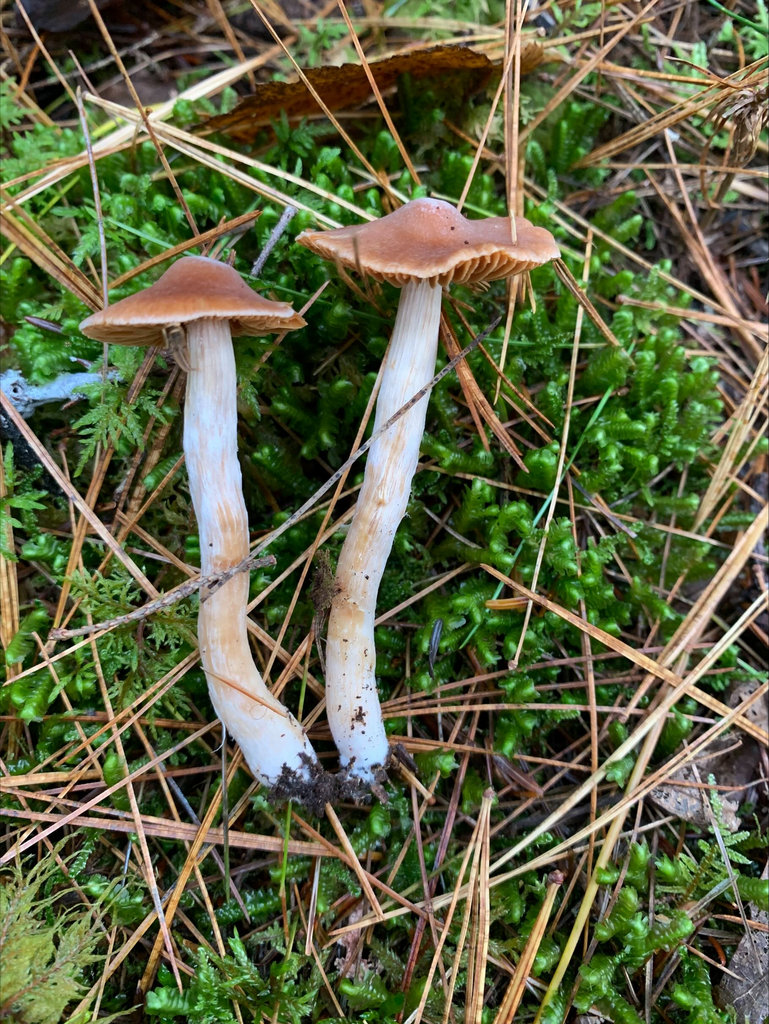 Cortinarius sp. 'NS01'