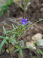 Githopsis specularioides