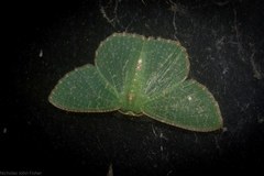 Eucyclodes metaspila