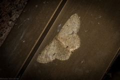 Idaea pilosata