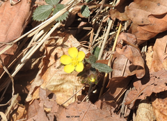 Potentilla fragarioides