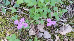 Glandularia canadensis