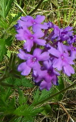 Glandularia canadensis