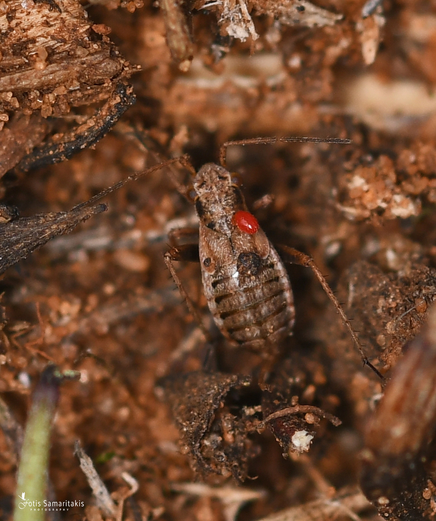 Dimorphocoris lateralis