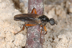 Bibio xanthopus