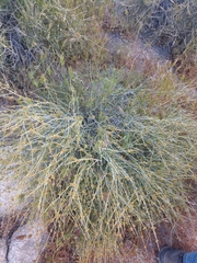 Ephedra fasciculata