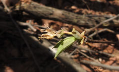 Lonicera praeflorens