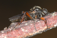 Bibio xanthopus