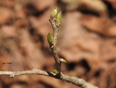 Symplocos paniculata