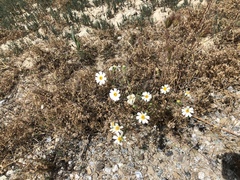 Layia pentachaeta albida