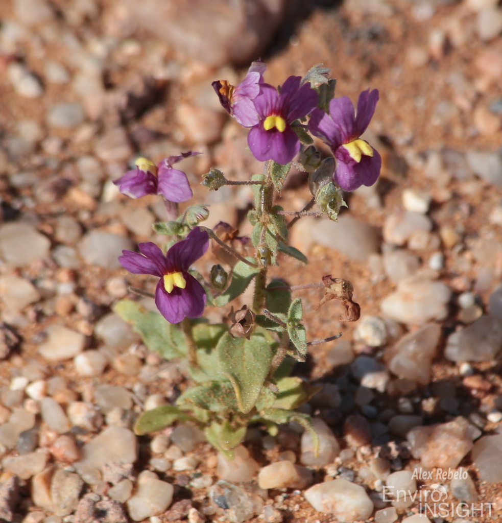 Nemesia fleckii