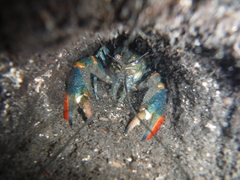 Cherax quadricarinatus
