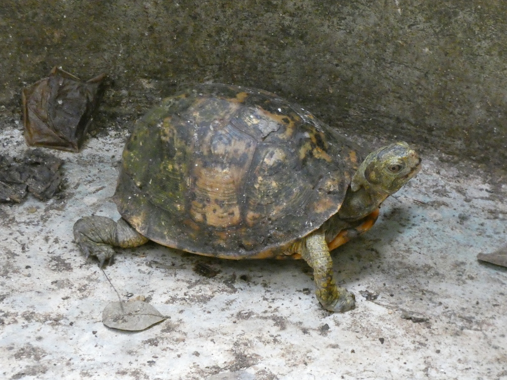 Yucatán Box Turtle in January 2024 by Rafael Angel Arenas Wong. La foto ...