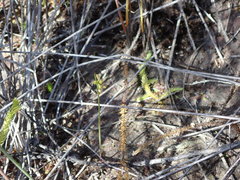Genoplesium pumilum