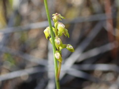 Genoplesium pumilum