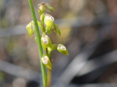 Genoplesium pumilum