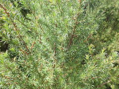 Kunzea linearis