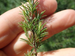 Kunzea linearis