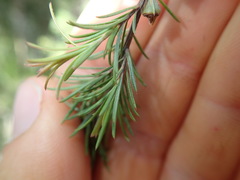 Kunzea linearis