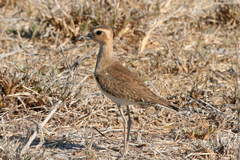Charadrius veredus
