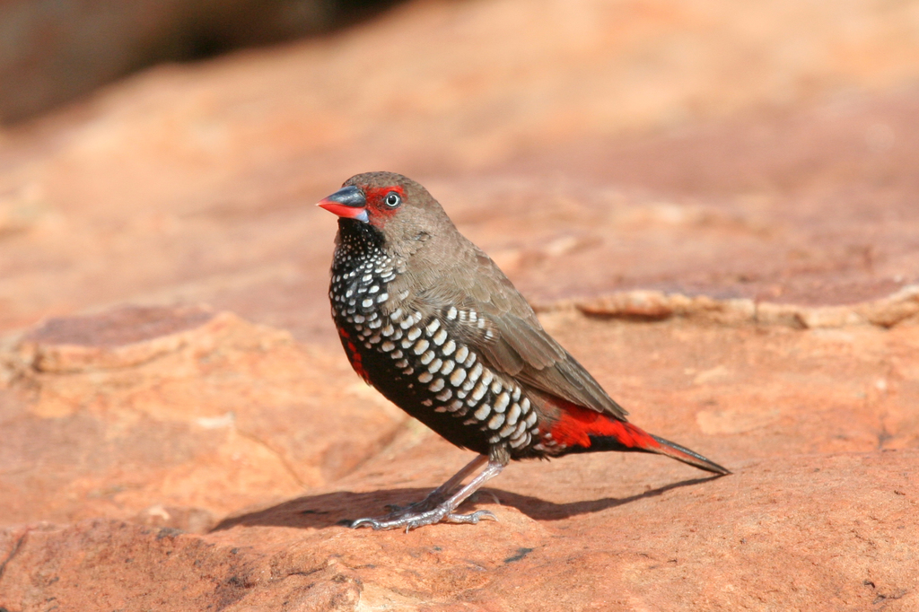 Painted Firetail (Emblema pictum) photo
