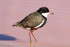 Erythrogonys cinctus