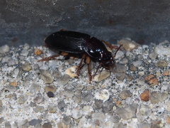 Harpalus sinicus