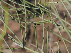 Periploca aphylla
