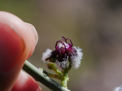 Periploca aphylla