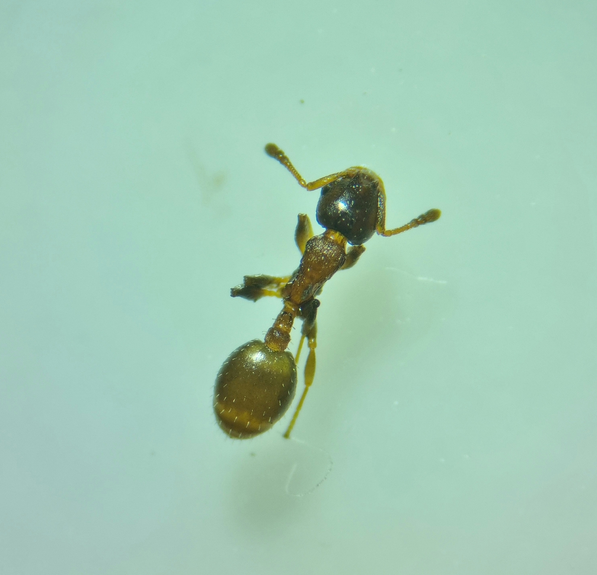 Temnothorax jailensis