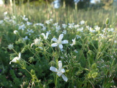 Horkelia parryi