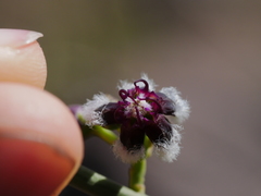Periploca aphylla