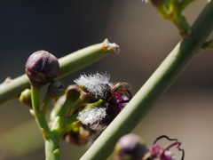 Periploca aphylla