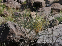 Periploca aphylla