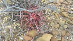 Ferocactus pilosus