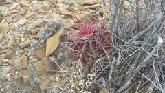 Ferocactus pilosus