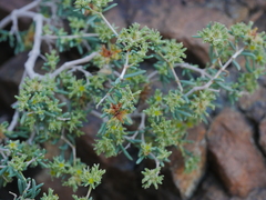 Gymnocarpos decander