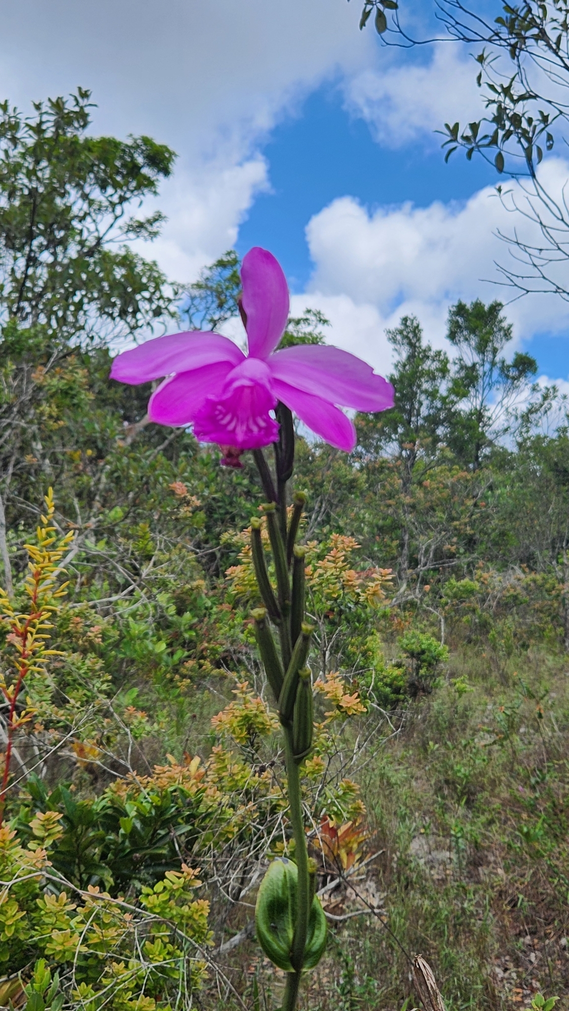 Imagem de Orquídea-do-brejo