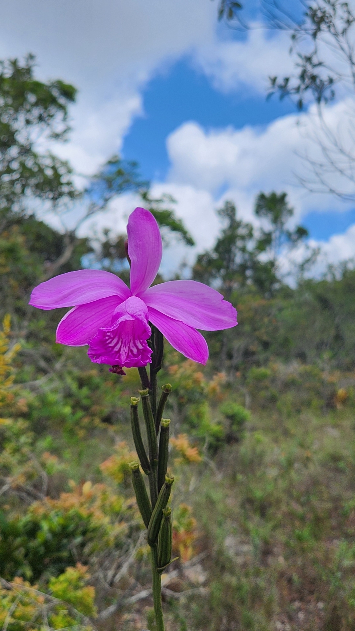 Imagem de Orquídea-do-brejo