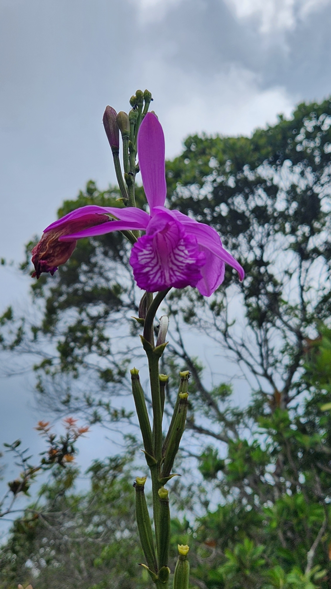 Imagem de Orquídea-do-brejo